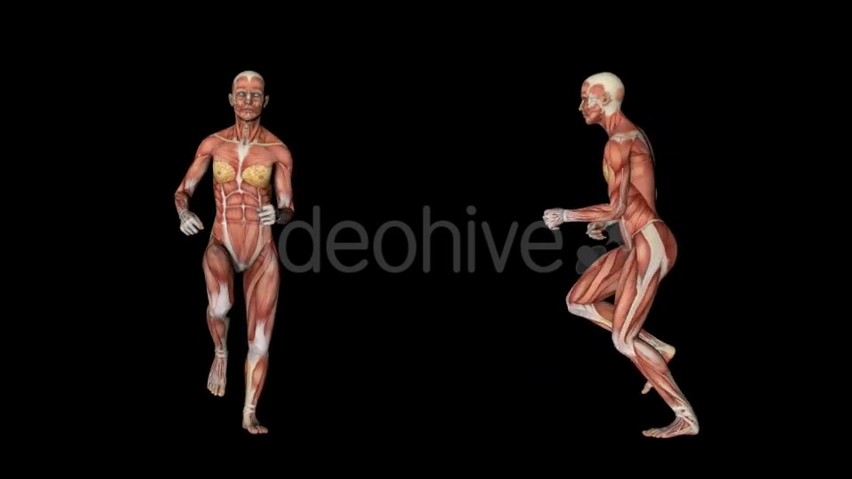 Female Muscular System Run Animation - Download Videohive 20339895