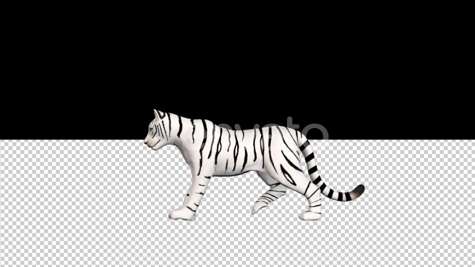 Female White Tiger Walk - Download Videohive 21434210