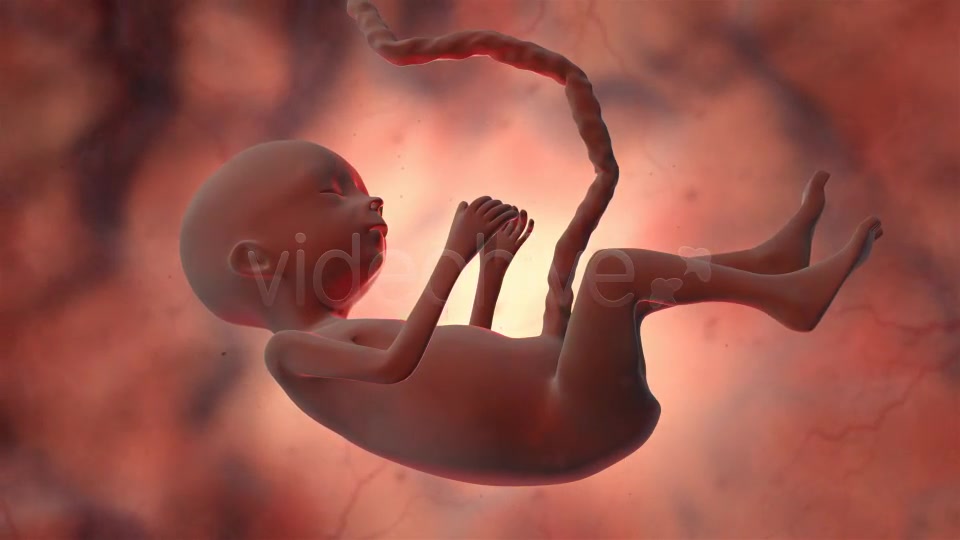 Fetus - Download Videohive 20202351