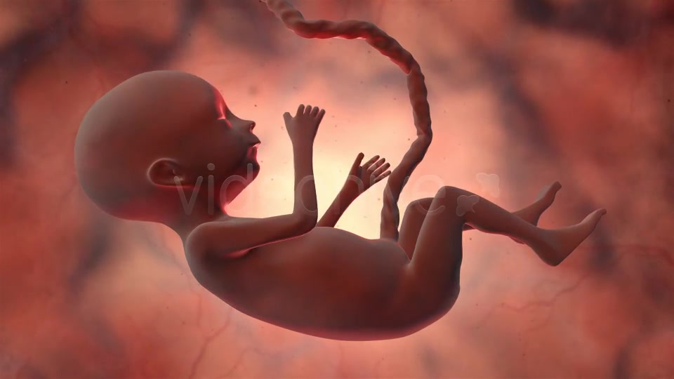Fetus - Download Videohive 20202351
