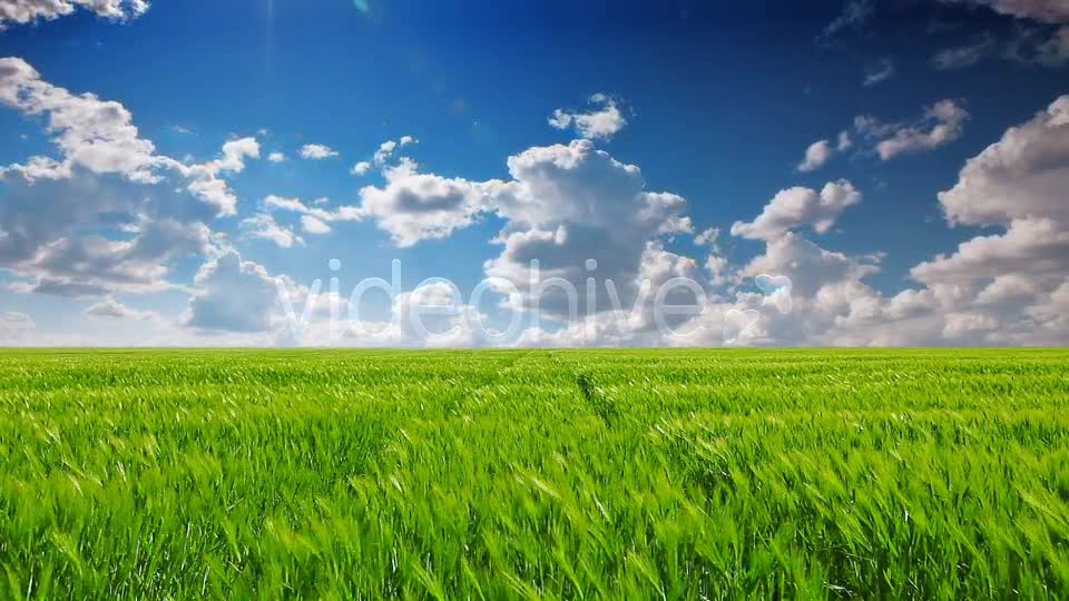 Field Of Green Ears  Videohive 5361394 Stock Footage Image 1