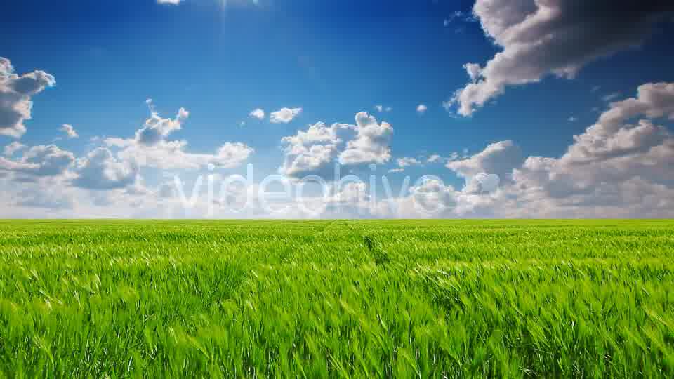 Field Of Green Ears  Videohive 5361394 Stock Footage Image 10