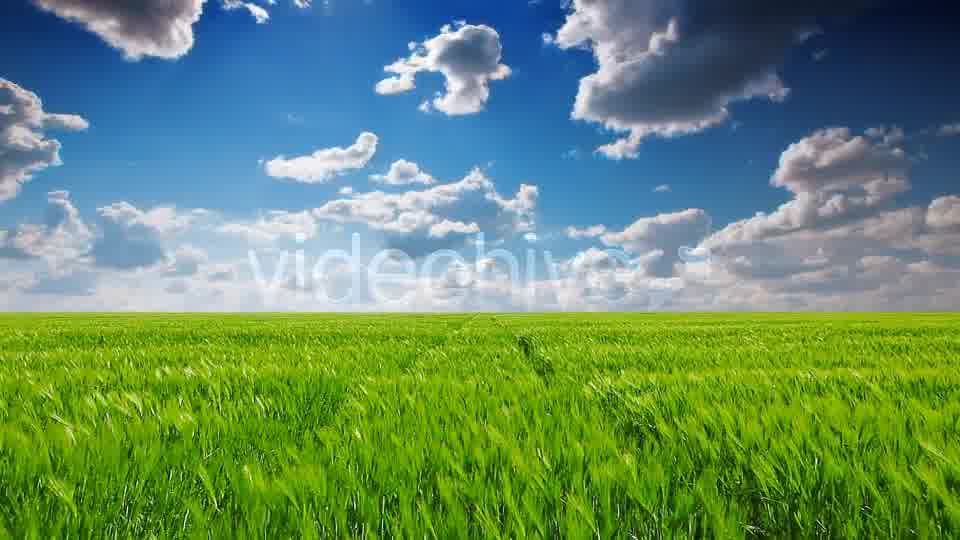 Field Of Green Ears  Videohive 5361394 Stock Footage Image 11