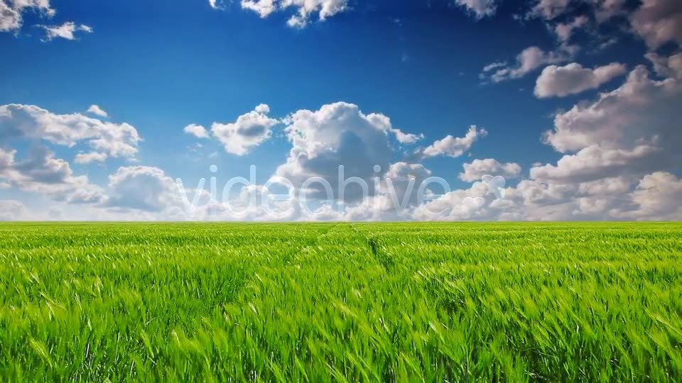 Field Of Green Ears  Videohive 5361394 Stock Footage Image 2