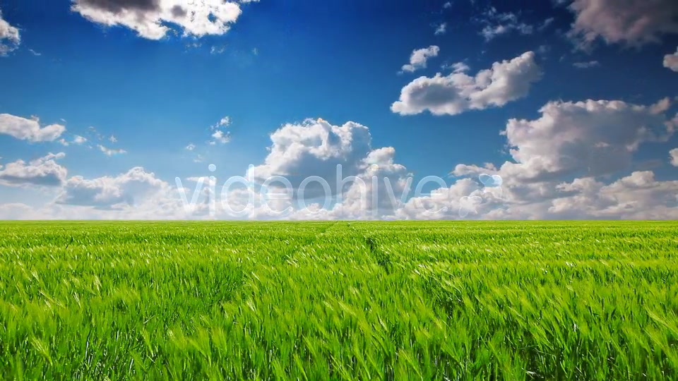 Field Of Green Ears  Videohive 5361394 Stock Footage Image 3