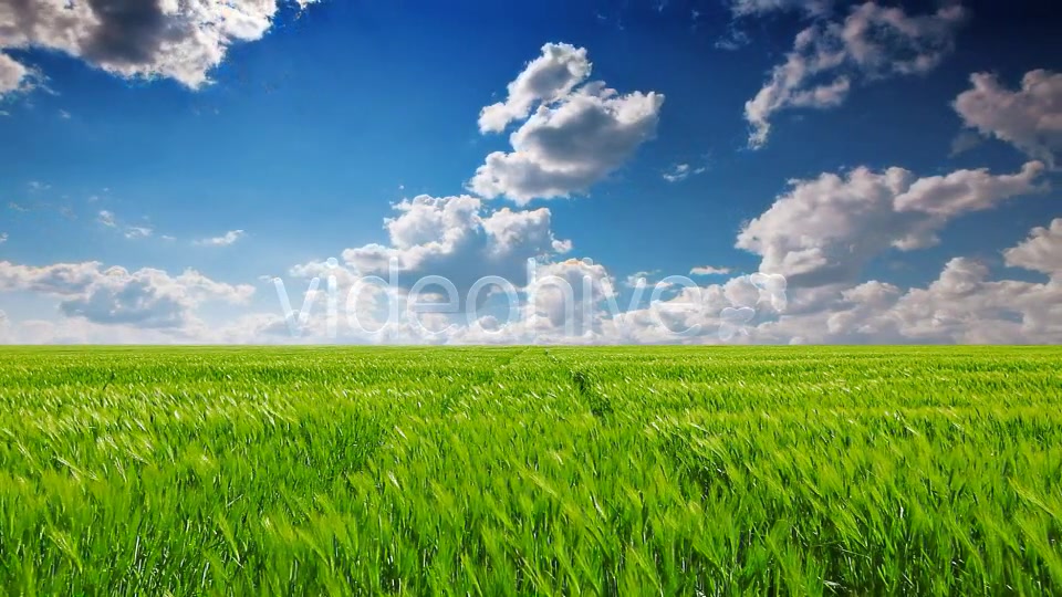 Field Of Green Ears  Videohive 5361394 Stock Footage Image 4