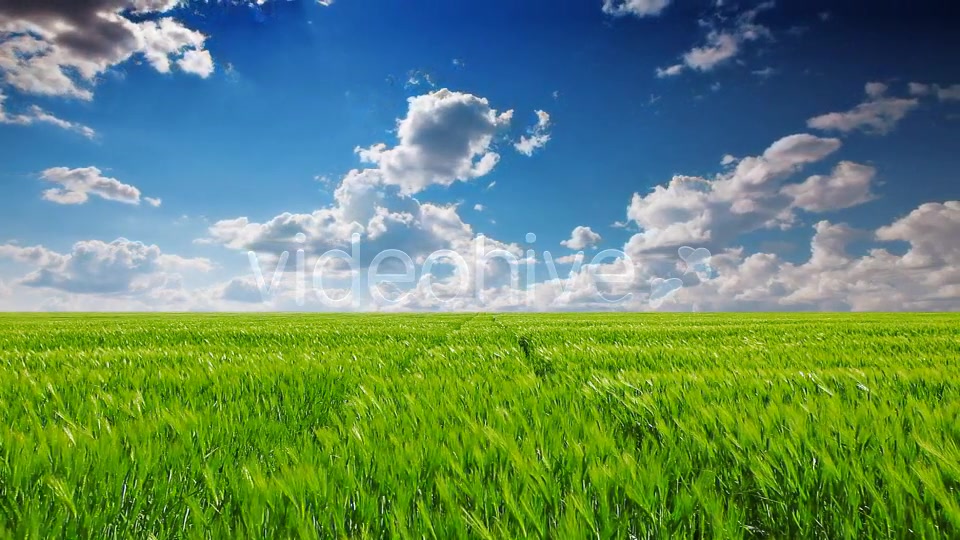 Field Of Green Ears  Videohive 5361394 Stock Footage Image 5