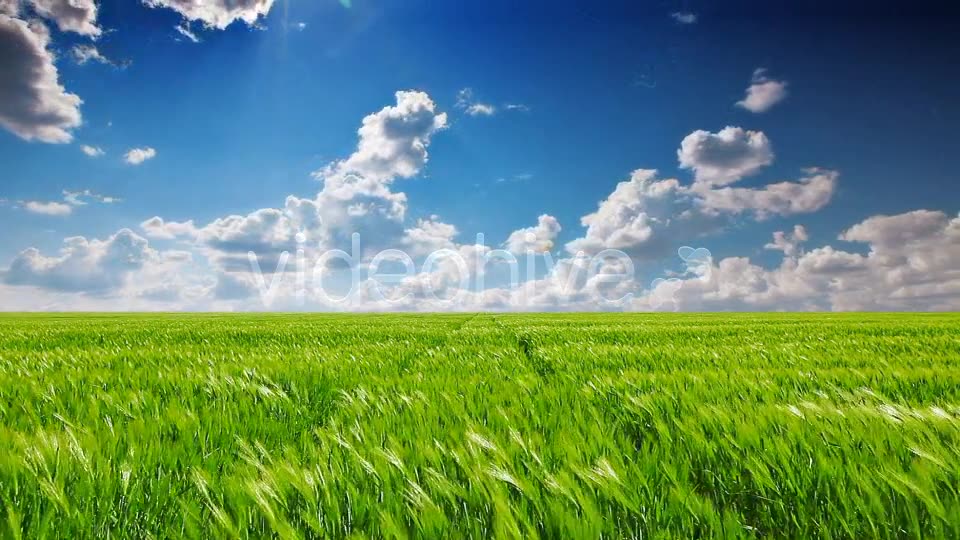 Field Of Green Ears  Videohive 5361394 Stock Footage Image 6