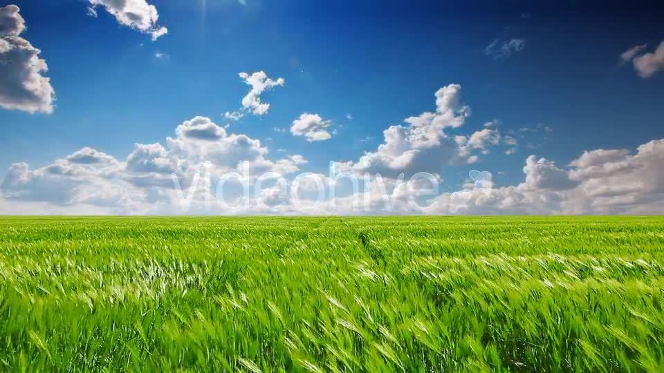 Field Of Green Ears  Videohive 5361394 Stock Footage Image 7