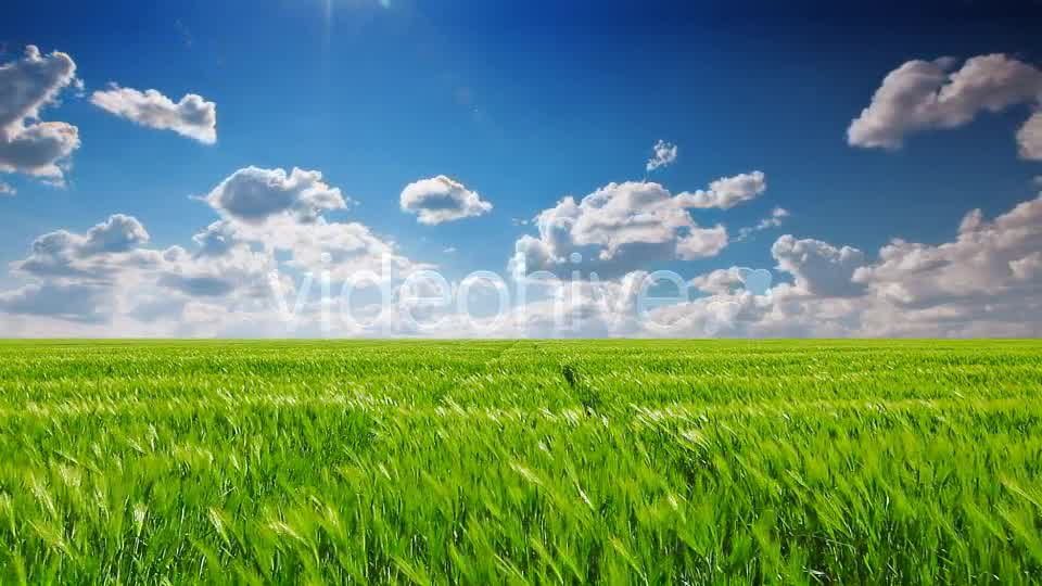 Field Of Green Ears  Videohive 5361394 Stock Footage Image 8