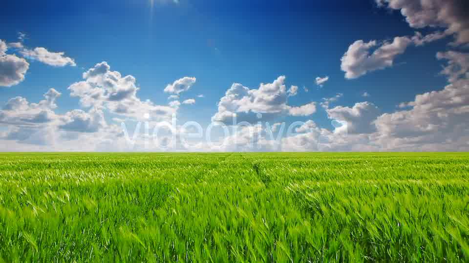 Field Of Green Ears  Videohive 5361394 Stock Footage Image 9