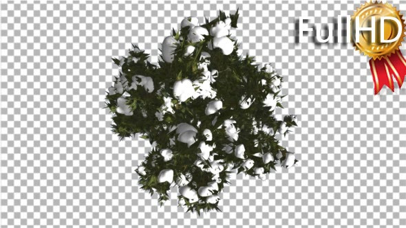 Fir Top Down Douglas Fir Snow on Tree Branches - Download Videohive 16950052