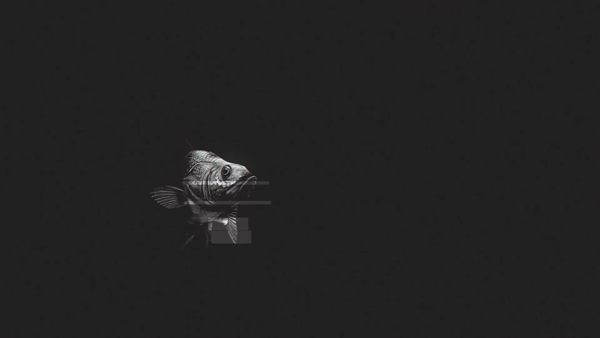 Fish Glitch Logo Reveal Videohive 21230482 After Effects Image 6
