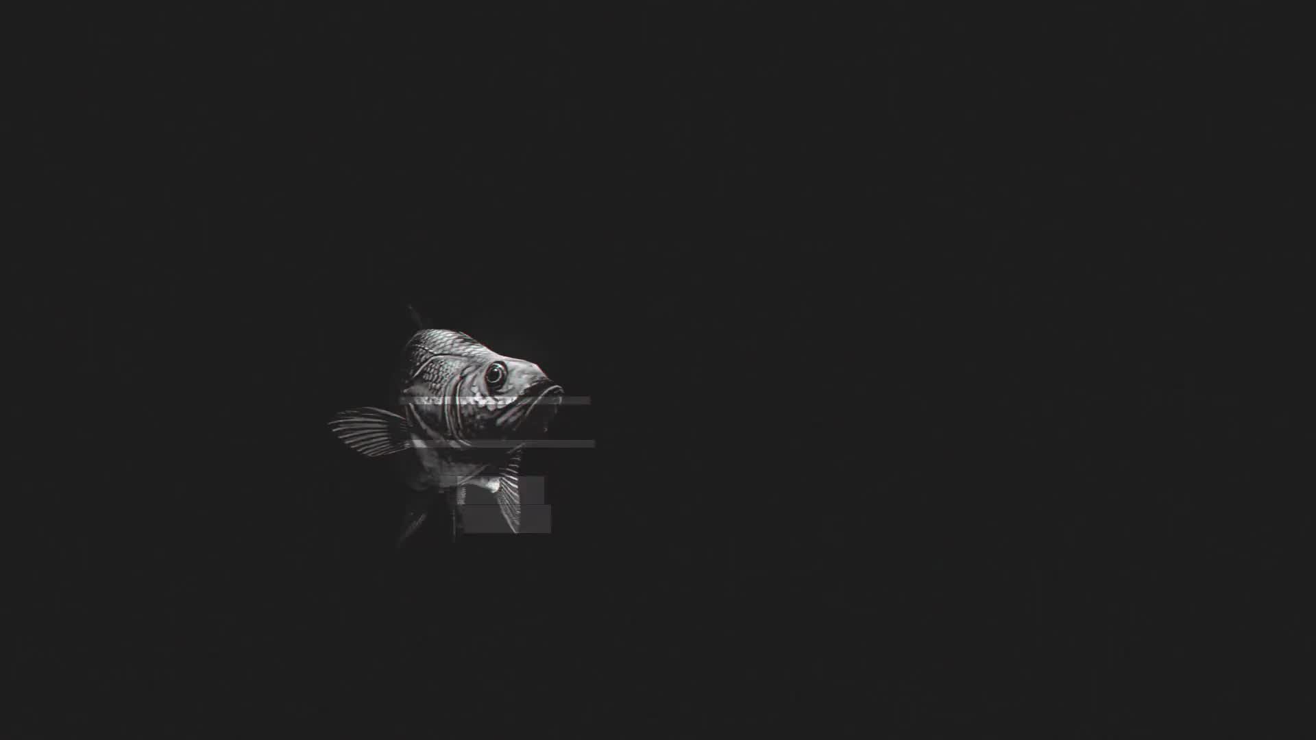 Fish Glitch Logo Reveal Videohive 23969483 Premiere Pro Image 6