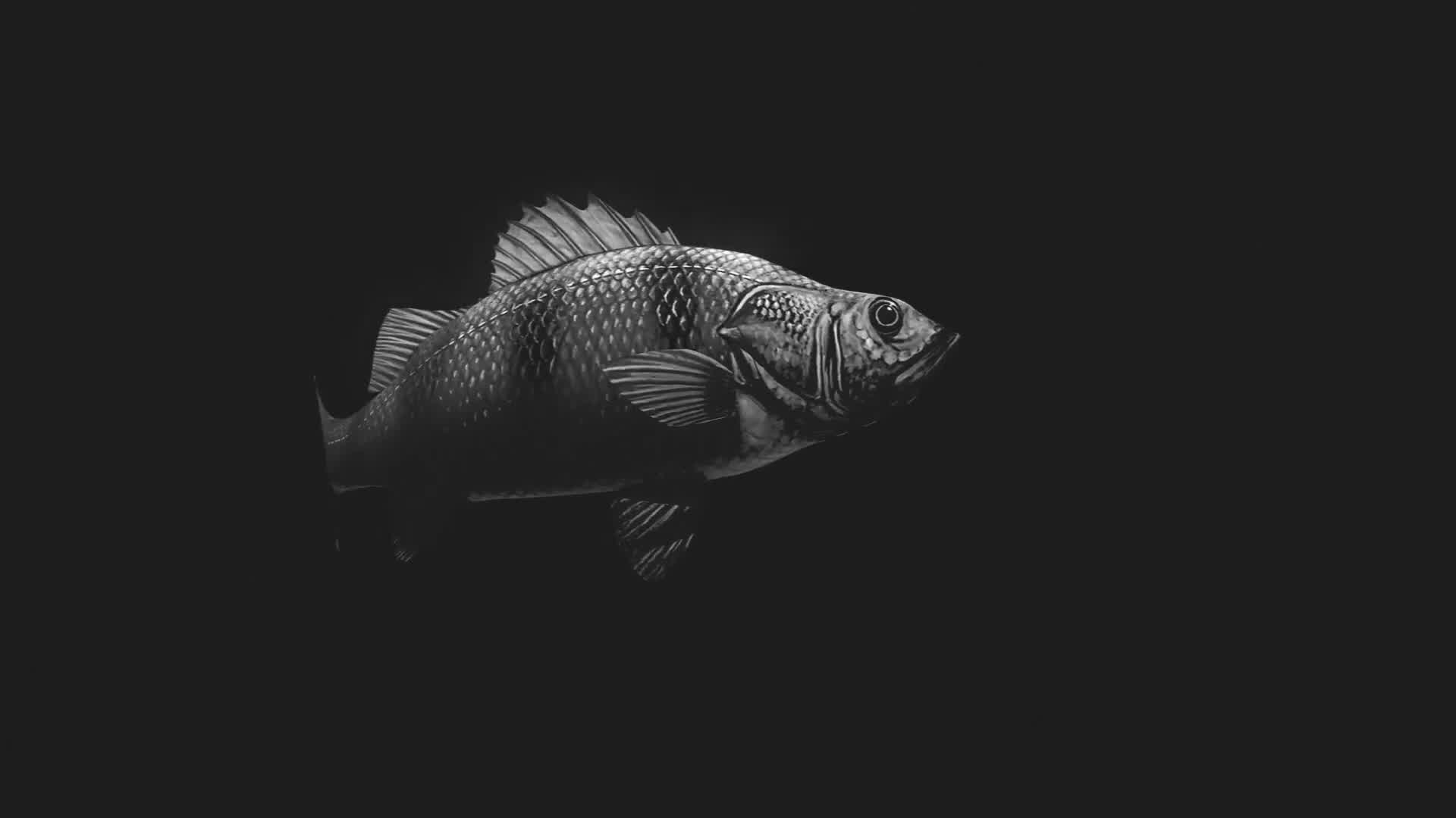 Fish Glitch Logo Reveal Videohive 23969483 Premiere Pro Image 7