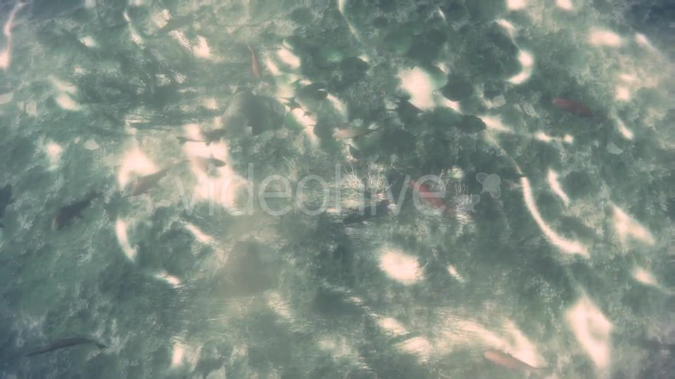 Fishes in a Pool - Download Videohive 19449190