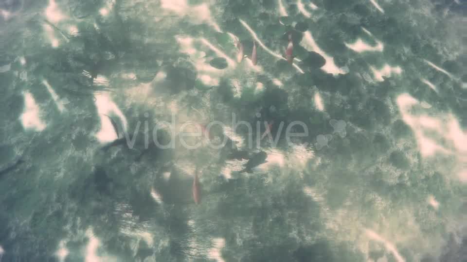 Fishes in a Pool - Download Videohive 19449190