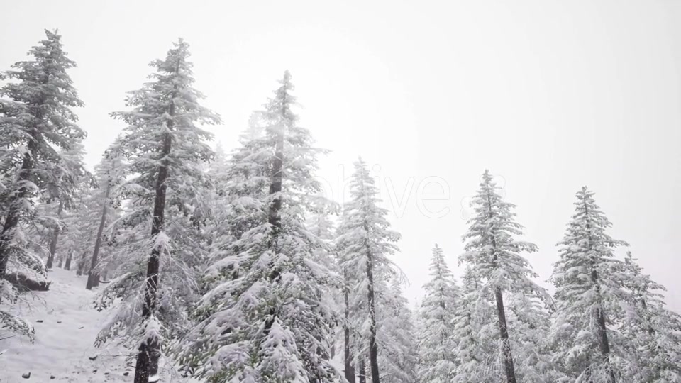 Flight Above Winter Forest - Download Videohive 20967478