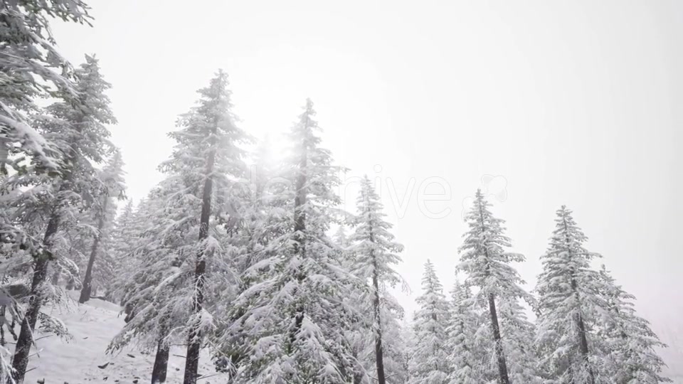 Flight Above Winter Forest - Download Videohive 20967478