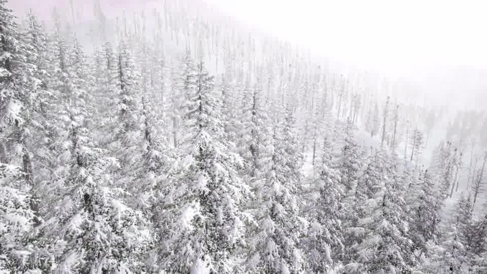 Flight Above Winter Forest - Download Videohive 21042120