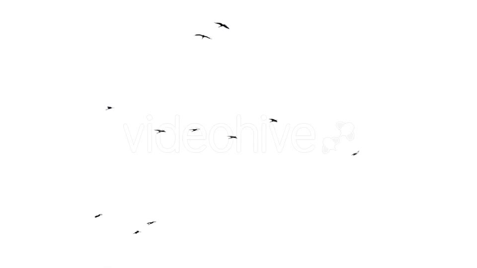 Flock Of Birds Flying  Videohive 11229746 Stock Footage Image 1