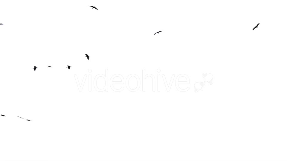 Flock Of Birds Flying  Videohive 11229746 Stock Footage Image 2