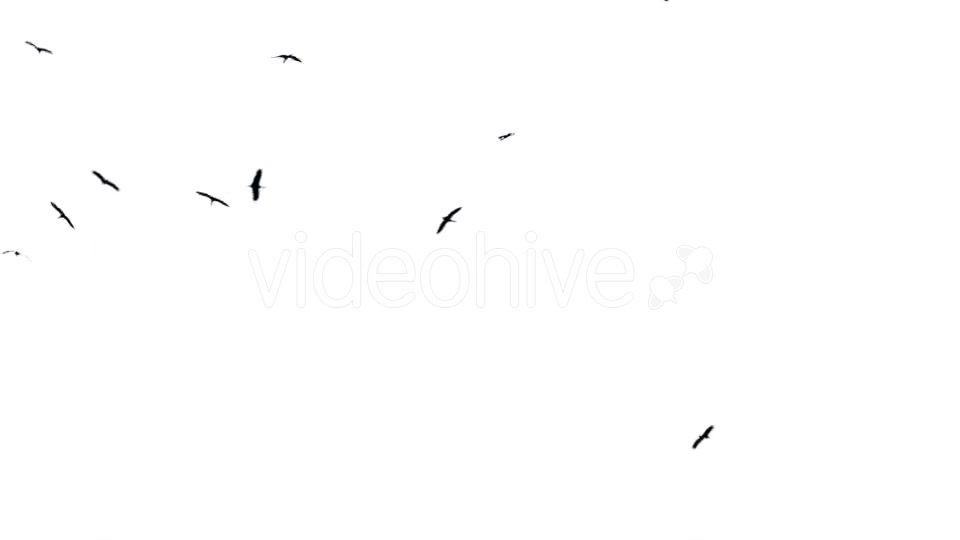 Flock Of Birds Flying  Videohive 11229746 Stock Footage Image 3