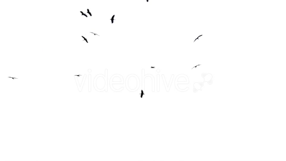 Flock Of Birds Flying  Videohive 11229746 Stock Footage Image 4