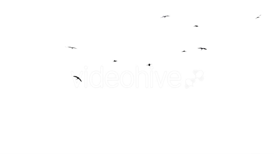 Flock Of Birds Flying  Videohive 11229746 Stock Footage Image 5