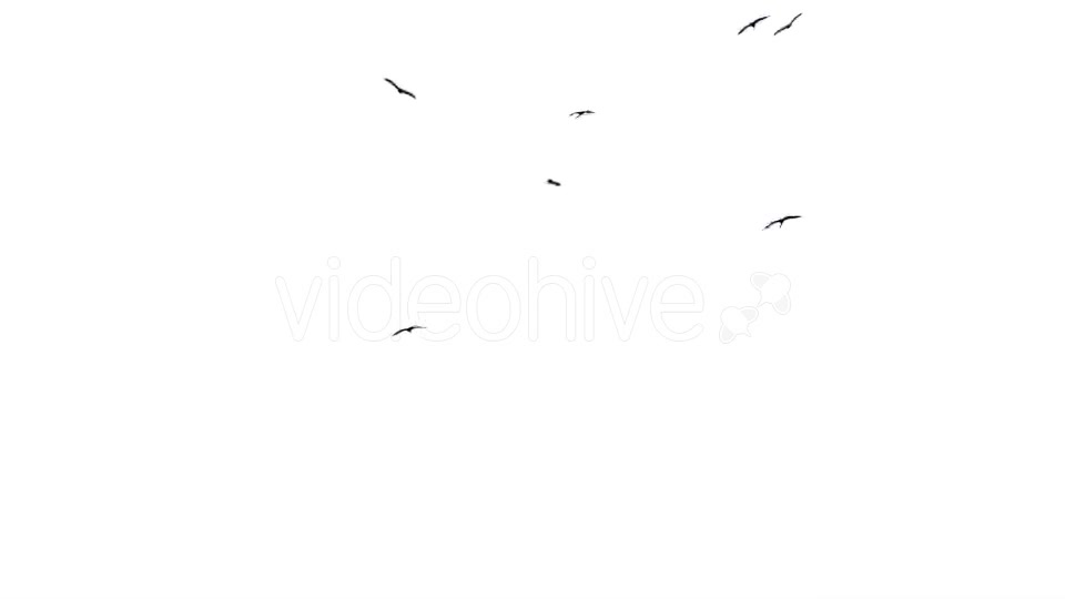 Flock Of Birds Flying  Videohive 11229746 Stock Footage Image 6