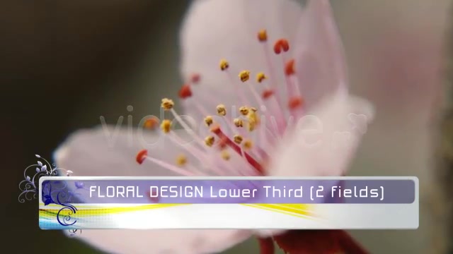 Floral Design LOWER THIRD pack Videohive 119716 Motion Graphics Image 4