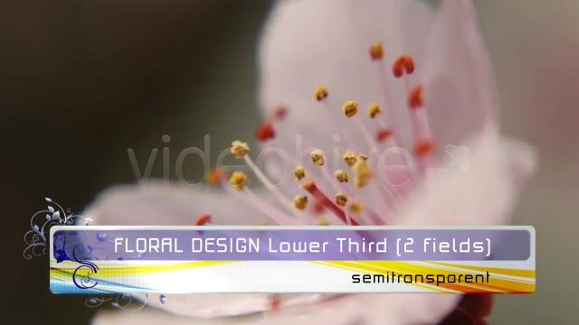 Floral Design LOWER THIRD pack Videohive 119716 Motion Graphics Image 5