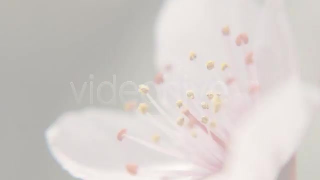 Floral Design LOWER THIRD pack Videohive 119716 Motion Graphics Image 6