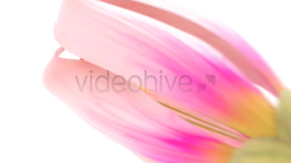 Flower Bloom Logo Videohive 5909787 After Effects Image 1