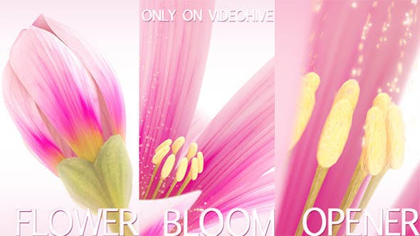 Flower Bloom Logo - Download 5909787 Videohive