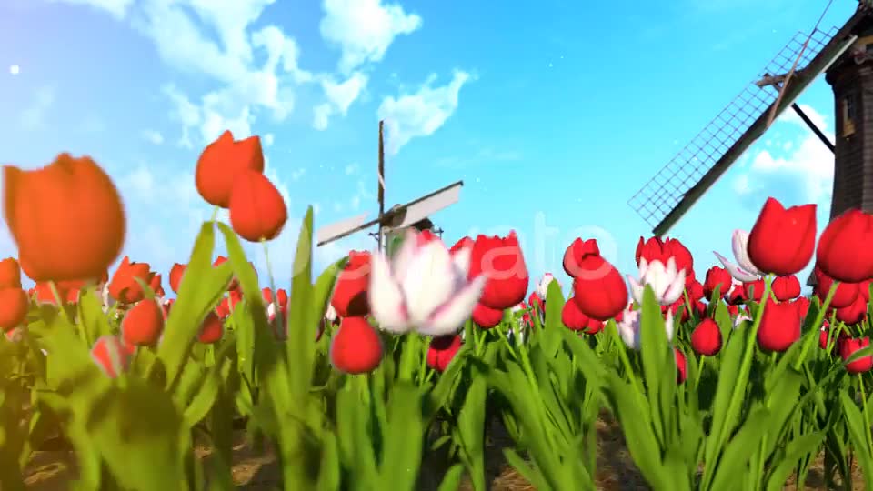 Flower Field Videohive 30180636 After Effects Image 2
