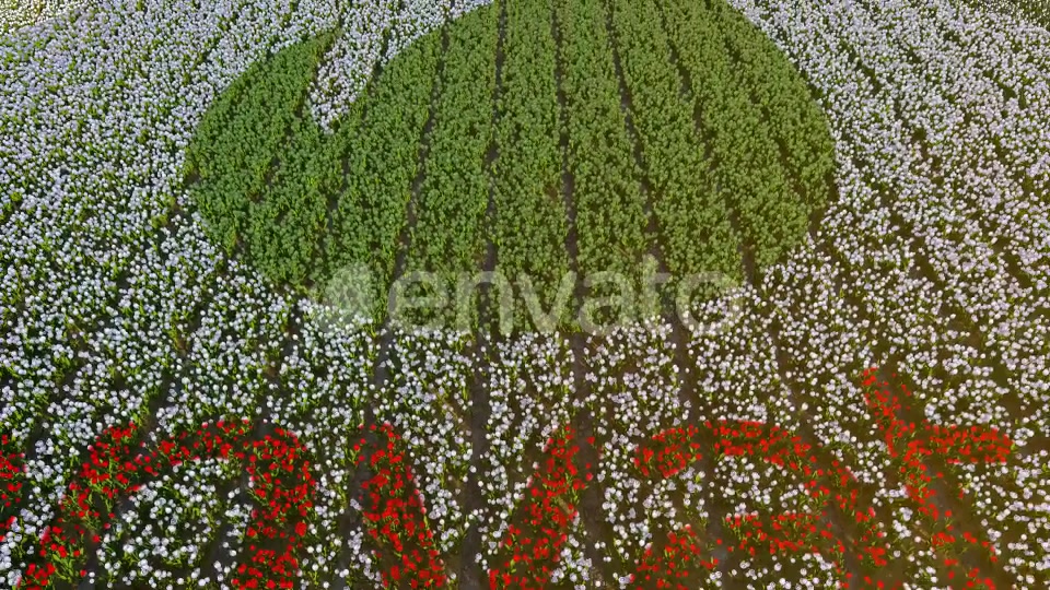 Flower Field Videohive 30180636 After Effects Image 5