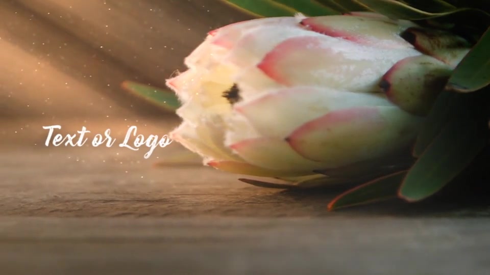Flower Shop Promo (Wedding, Valentines Day) Videohive 19382577 After Effects Image 10