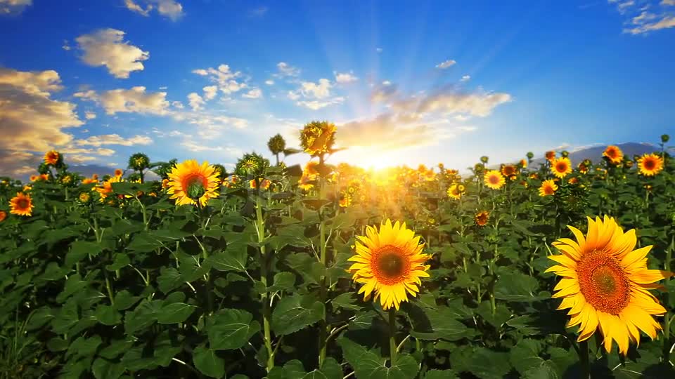 Flowering Sunflowers  Videohive 1565510 Stock Footage Image 1