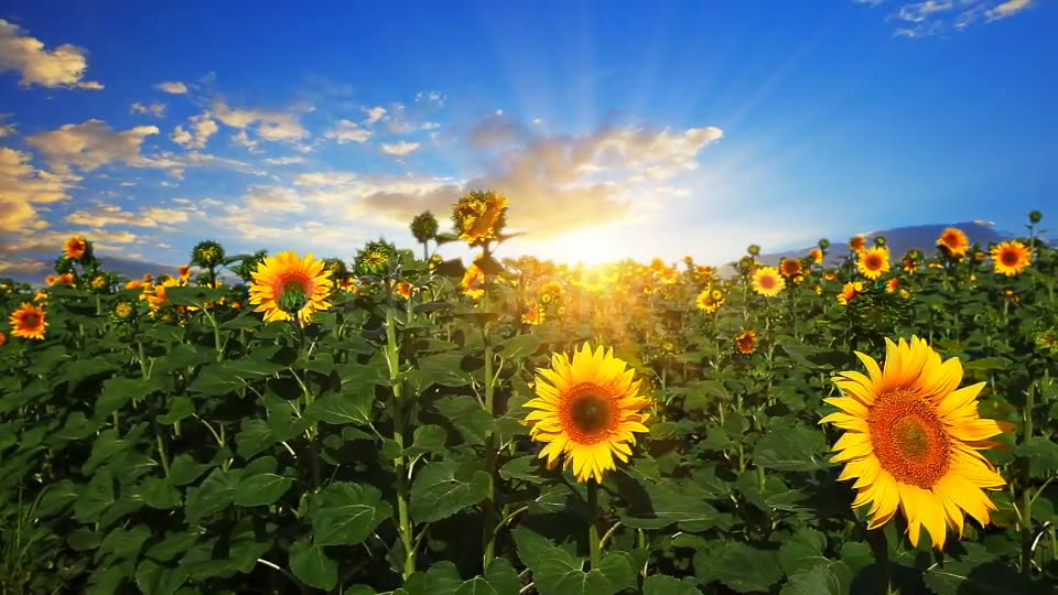 Flowering Sunflowers  Videohive 1565510 Stock Footage Image 2