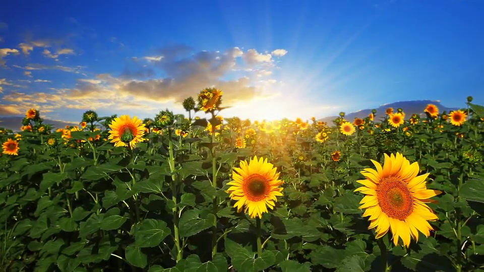 Flowering Sunflowers  Videohive 1565510 Stock Footage Image 3