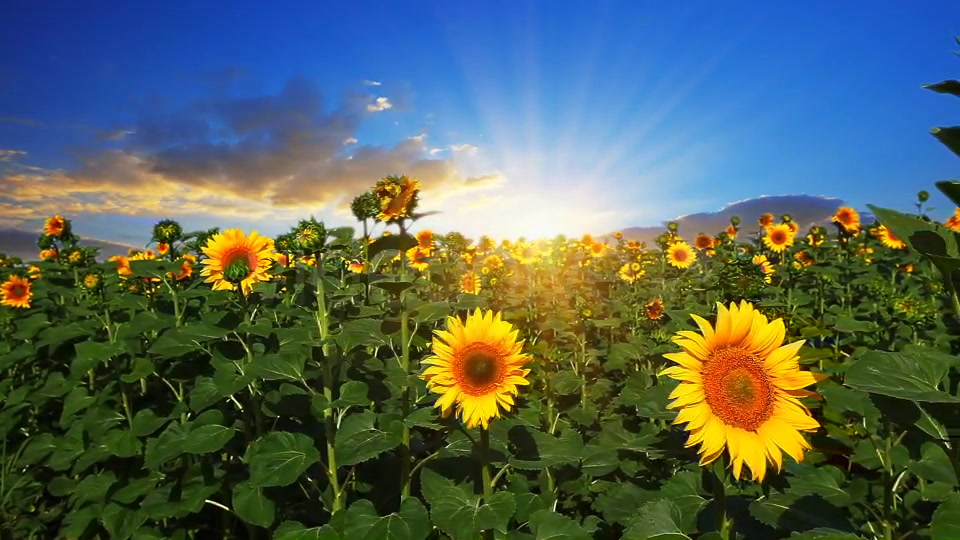 Flowering Sunflowers  Videohive 1565510 Stock Footage Image 4