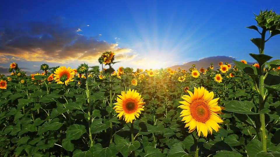 Flowering Sunflowers  Videohive 1565510 Stock Footage Image 5