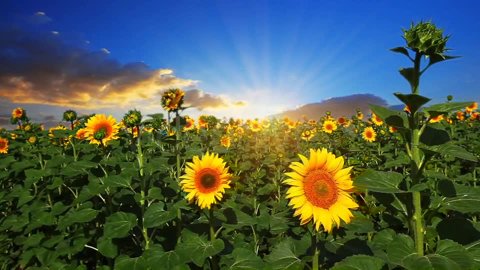 Flowering Sunflowers  Videohive 1565510 Stock Footage Image 6