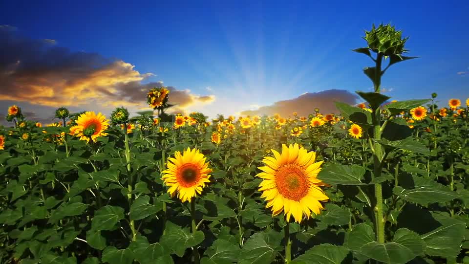 Flowering Sunflowers  Videohive 1565510 Stock Footage Image 7