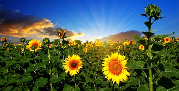 Flowering Sunflowers  - 1565510 Videohive Download