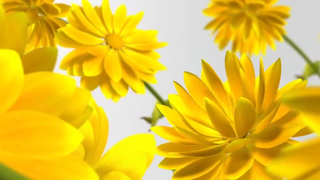 Flowers V1 Videohive 13461581 After Effects Image 10