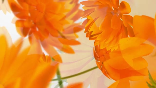 Flowers V1 Videohive 13461581 After Effects Image 6