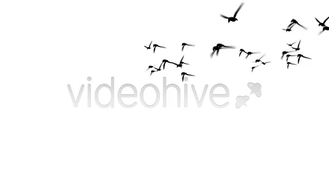flying birds - Download Videohive 151791