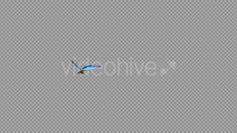 Flying Butterfly Blue Swallowtail Videohive 10072609 Motion Graphics Image 3